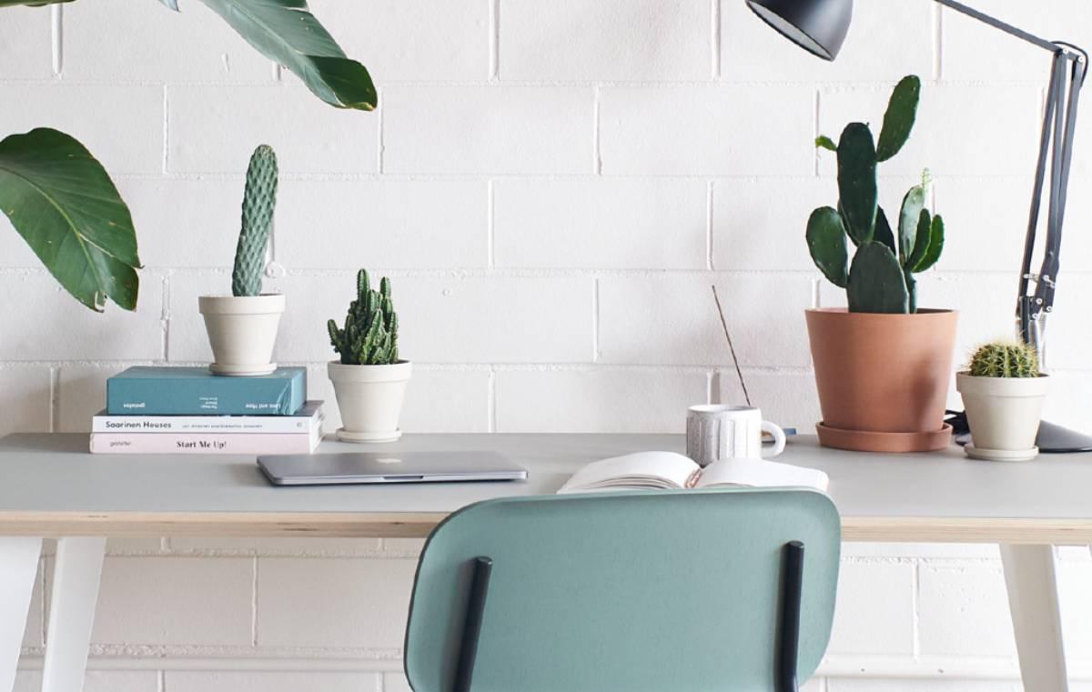 بهترین روش نگهداری از کاکتوس در آپارتمان یا محل کار - Cover Image